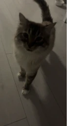 Кошка плащ Майнкрафт — скачать бесплатно