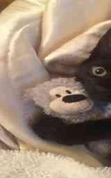Кошка плащ Майнкрафт — скачать бесплатно