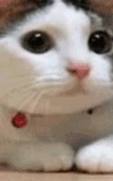 Кошка плащ Майнкрафт — скачать бесплатно