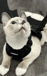 Кошка плащ Майнкрафт — скачать бесплатно