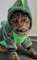 Кошка плащ Майнкрафт — скачать бесплатно