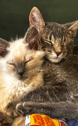 Кошка плащ Майнкрафт — скачать бесплатно