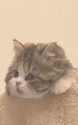 Кошка плащ Майнкрафт — скачать бесплатно