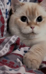 Кошка плащ Майнкрафт — скачать бесплатно