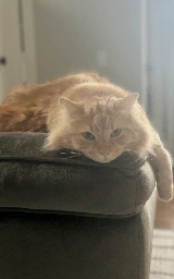 Кошка плащ Майнкрафт — скачать бесплатно