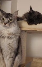 Кошка плащ Майнкрафт — скачать бесплатно