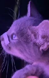 Кошка плащ Майнкрафт — скачать бесплатно