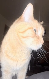 Кошка плащ Майнкрафт — скачать бесплатно