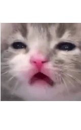Кошка плащ Майнкрафт — скачать бесплатно