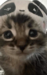 Кошка плащ Майнкрафт — скачать бесплатно