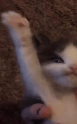 Кошка плащ Майнкрафт — скачать бесплатно