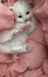 Кошка плащ Майнкрафт — скачать бесплатно