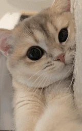 Кошка плащ Майнкрафт — скачать бесплатно