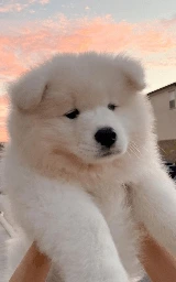 Животное плащ Майнкрафт — скачать бесплатно