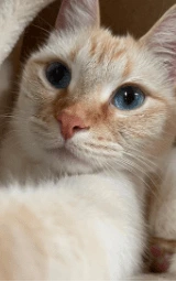 Кошка плащ Майнкрафт — скачать бесплатно