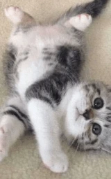 Кошка плащ Майнкрафт — скачать бесплатно