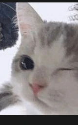 Кошка плащ Майнкрафт — скачать бесплатно