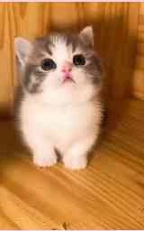Кошка плащ Майнкрафт — скачать бесплатно