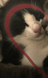 Кошка плащ Майнкрафт — скачать бесплатно