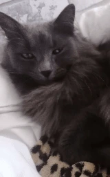 Кошка плащ Майнкрафт — скачать бесплатно