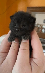 Кошка плащ Майнкрафт — скачать бесплатно