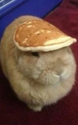 Кошка плащ Майнкрафт — скачать бесплатно
