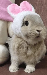 Животное плащ Майнкрафт — скачать бесплатно