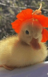 Животное плащ Майнкрафт — скачать бесплатно