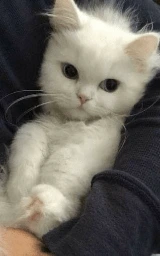 Кошка плащ Майнкрафт — скачать бесплатно
