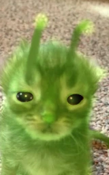 Кошка плащ Майнкрафт — скачать бесплатно