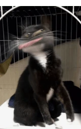 Кошка плащ Майнкрафт — скачать бесплатно