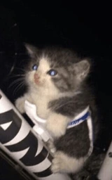 Кошка плащ Майнкрафт — скачать бесплатно