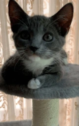 Кошка плащ Майнкрафт — скачать бесплатно