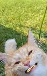 Кошка плащ Майнкрафт — скачать бесплатно