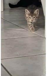 Кошка плащ Майнкрафт — скачать бесплатно