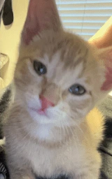 Кошка плащ Майнкрафт — скачать бесплатно