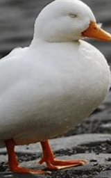 Утка плащ Майнкрафт — скачать бесплатно