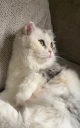 Кошка плащ Майнкрафт — скачать бесплатно