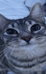 Кошка плащ Майнкрафт — скачать бесплатно