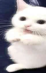 Кошка плащ Майнкрафт — скачать бесплатно