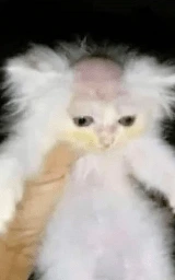 Кошка плащ Майнкрафт — скачать бесплатно