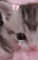 Кошка плащ Майнкрафт — скачать бесплатно