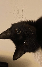 Кошка плащ Майнкрафт — скачать бесплатно