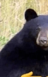 Медведь плащ Майнкрафт — скачать бесплатно