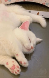 Животное плащ Майнкрафт — скачать бесплатно