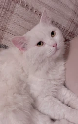 Кошка плащ Майнкрафт — скачать бесплатно