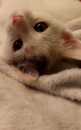 Кошка плащ Майнкрафт — скачать бесплатно