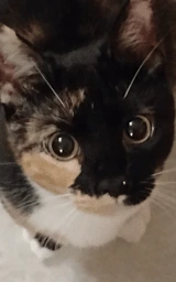 Кошка плащ Майнкрафт — скачать бесплатно