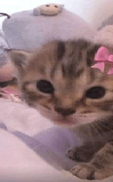 Кошка плащ Майнкрафт — скачать бесплатно
