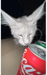 Кошка плащ Майнкрафт — скачать бесплатно